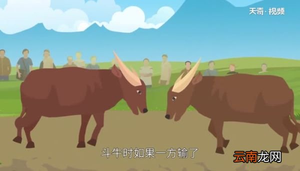 斗牛节是哪个民族的节日