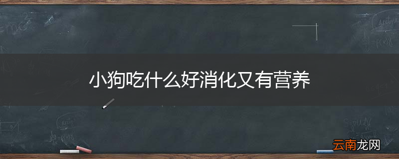 小狗吃什么好消化又有营养