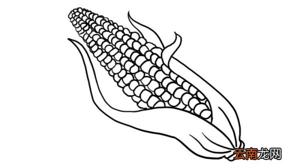 感恩节玉米简笔画