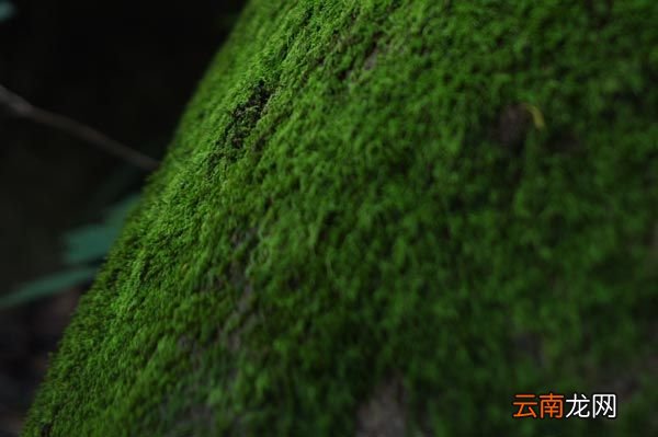 古诗《苔》赏析 苔给人的启示