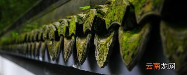 古诗《苔》赏析 苔给人的启示