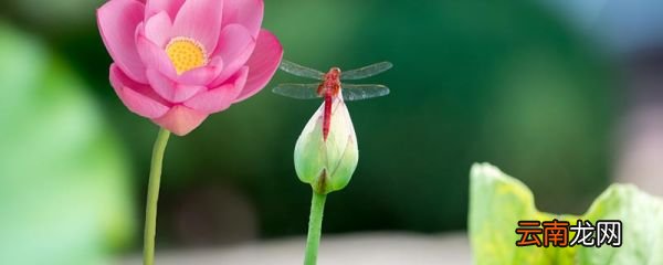 池上和小池描写的是什么季节的景色 池上和小池的原文及译文