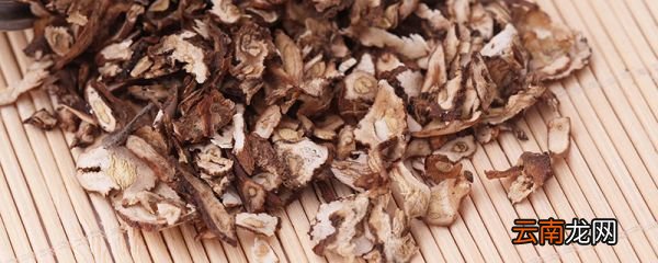 蒲公英茶可以天天喝吗 蒲公英茶能不能天天喝
