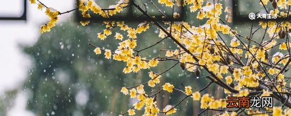 墨梅后两句的修辞手法 墨梅的修辞手法