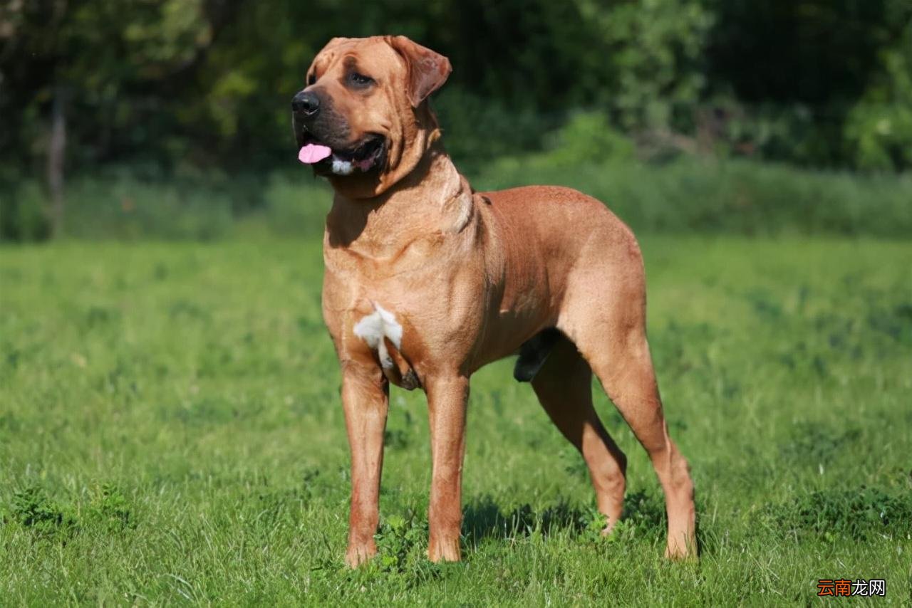 十大凶猛恶犬品种及图片 世界十大最凶悍的猛犬排名