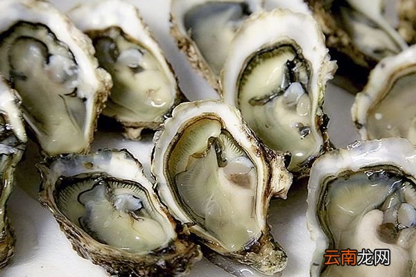 海蛎的功效与作用 海蛎对人体有什么好处