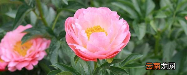 长寿花的养殖方法 长寿花怎么养殖