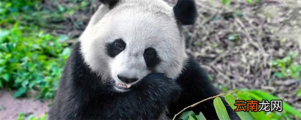 食铁兽是什么动物 食铁兽代表什么动物