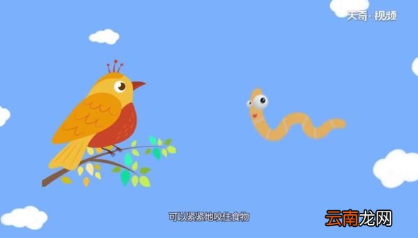 交嘴鸟的嘴有什么特别之处交嘴鸟的嘴特别之处在什么地方