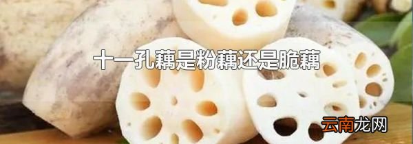 十一孔藕是粉藕还是脆藕