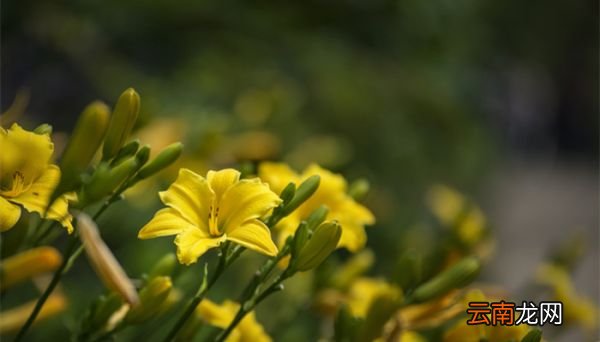 黄花菜别名叫什么 黄花菜有哪些品种