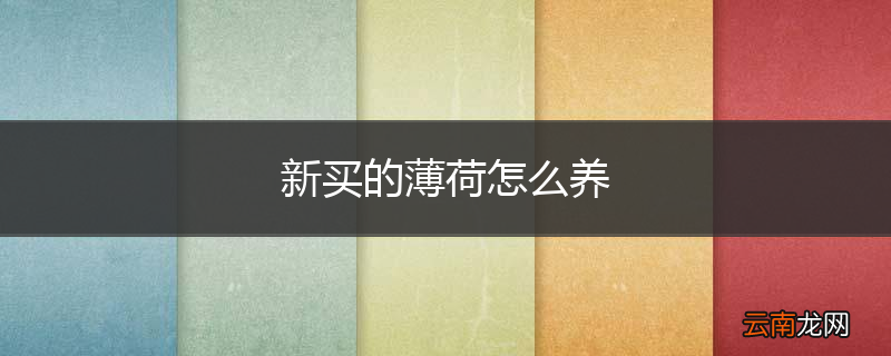 新买的薄荷怎么养