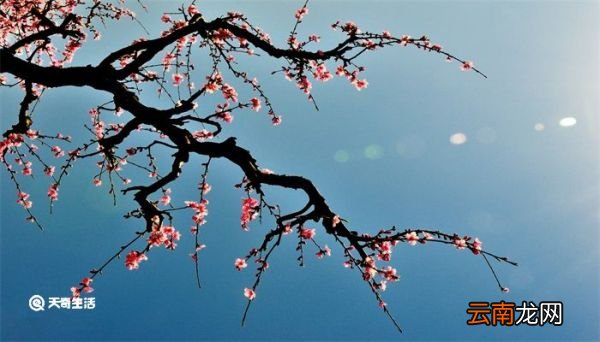 什么一枝红杏出墙来 一枝红杏出墙来上一句是什么