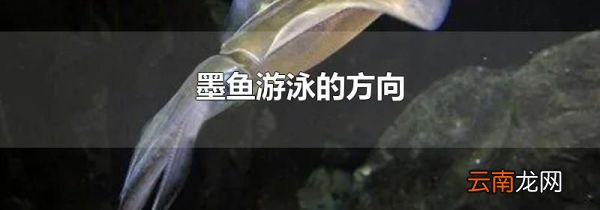 墨鱼游泳的方向