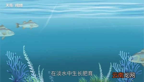 鲈鱼习性 鲈鱼的生活习性
