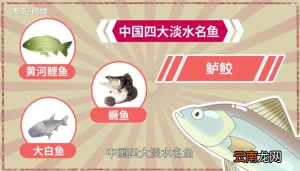 鲈鱼习性 鲈鱼的生活习性
