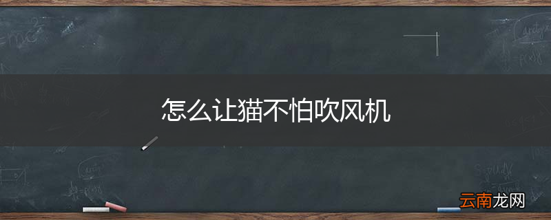 怎么让猫不怕吹风机