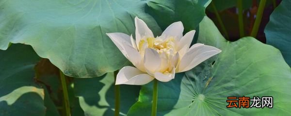 莲之爱同予者何人表达了作者思想 莲之爱表达了作者怎样的感情