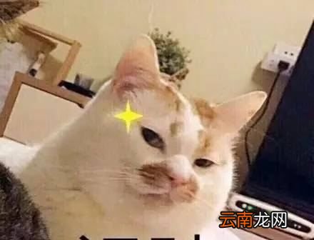 七夕送什么？200块以内的，网友笑了