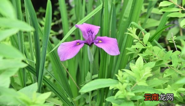 鸢尾花花语 鸢尾花花语是什么