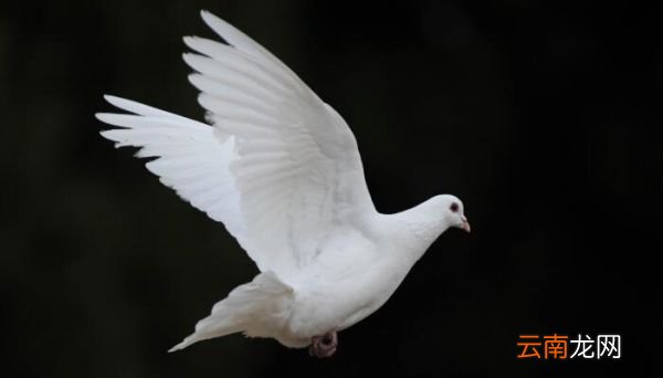 鸽子是什么梗 鸽子是什么意思