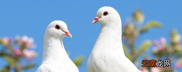 鸽子是什么梗 鸽子是什么意思