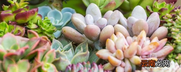 熊掌花的花语是什么 熊掌花是什么样子的