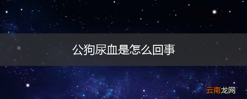 公狗尿血是怎么回事