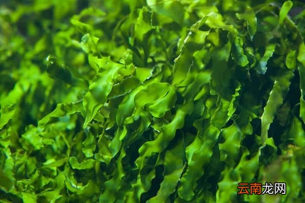 海藻的功效与作用 海藻的好处