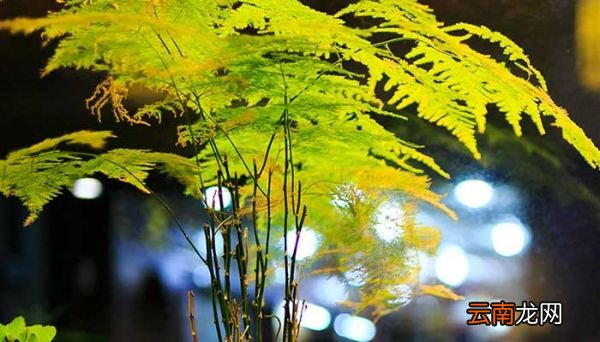 文竹的养殖方法和注意事项 养殖文竹需要注意什么方法