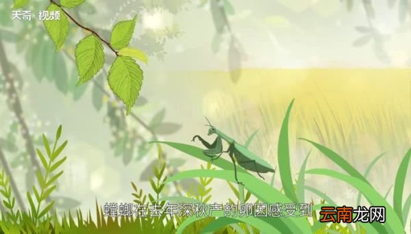 芒种为什么叫芒种 24节气芒种为什么叫芒种