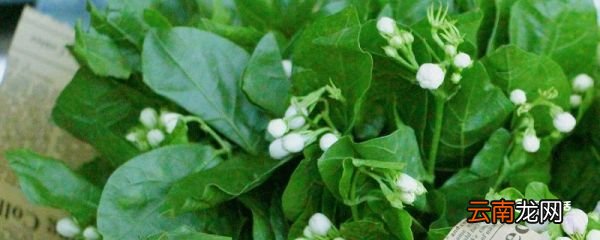 茉莉花驱蚊子吗 茉莉花可以驱蚊子吗