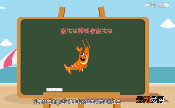 小龙虾的头能吃吗 小龙虾的头能吃吧