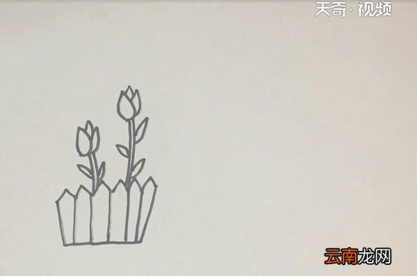 郁金香简笔画