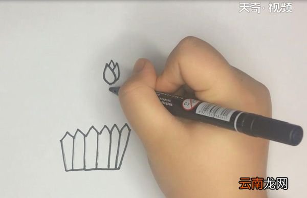 郁金香简笔画