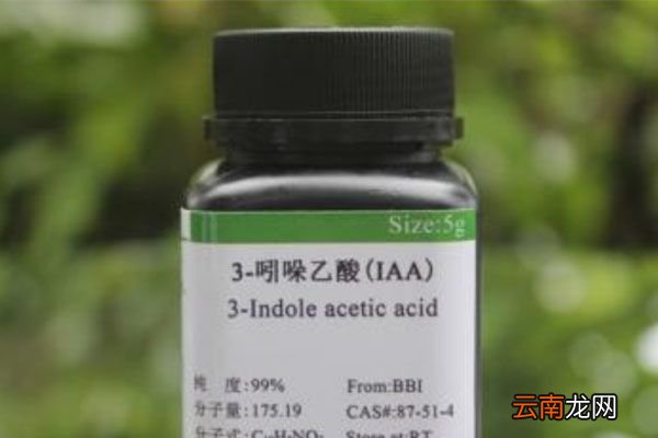 吲哚乙酸的作用和用法 吲哚乙酸用法和用量