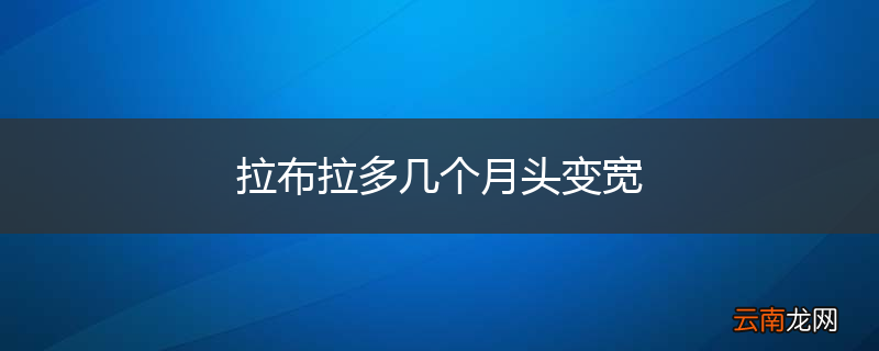 拉布拉多几个月头变宽