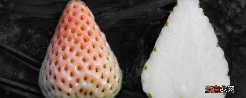 白色的草莓叫什么草莓