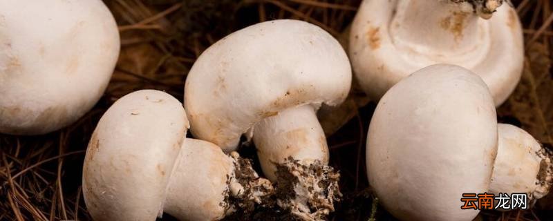 白色的蘑菇叫什么