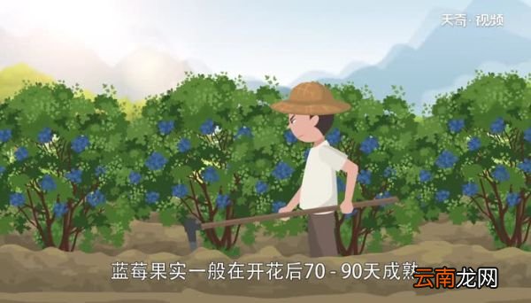 蓝莓是热性还是凉性蓝莓是热性水果吗