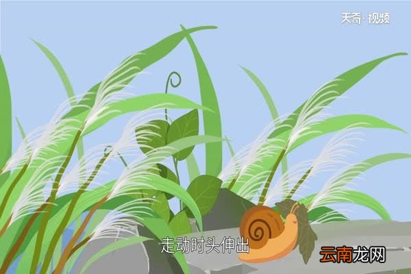 蜗牛吃什么 蜗牛怎么养