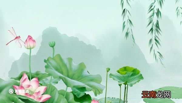 爱莲说中莲花的品质 爱莲说中莲花的美好之处